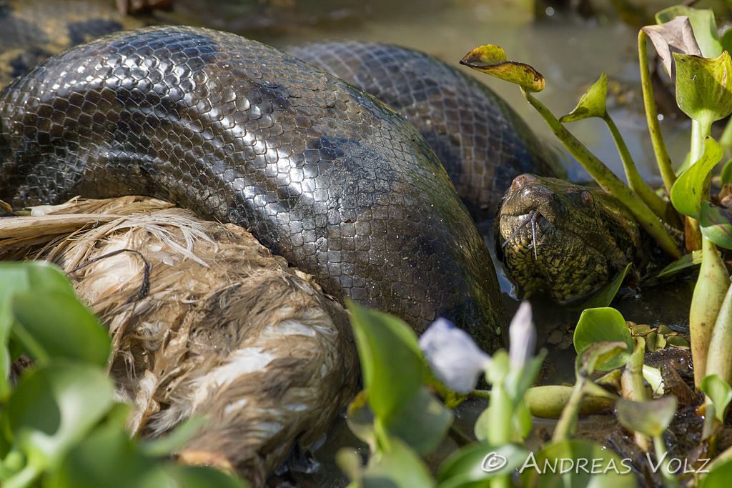 Reptilien37.jpg