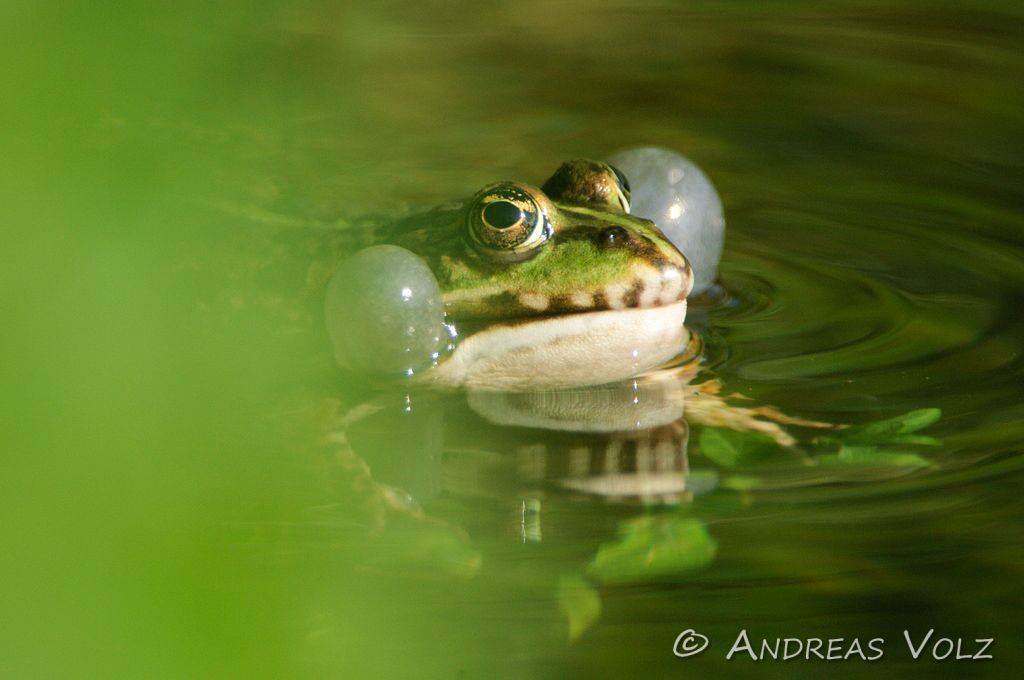 Amphibien24.jpg