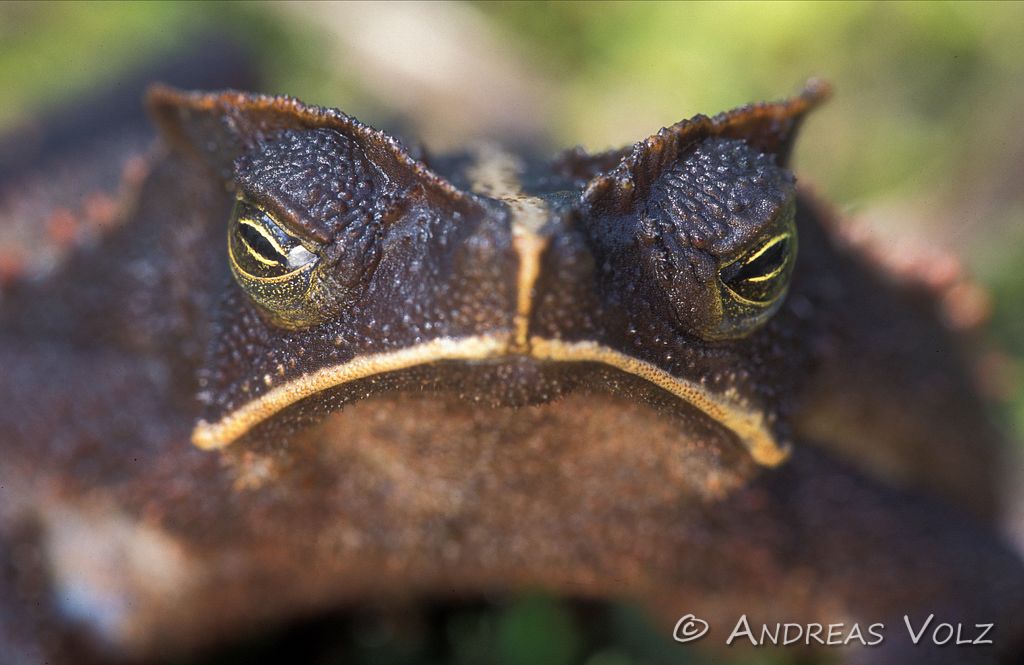 Amphibien3.jpg