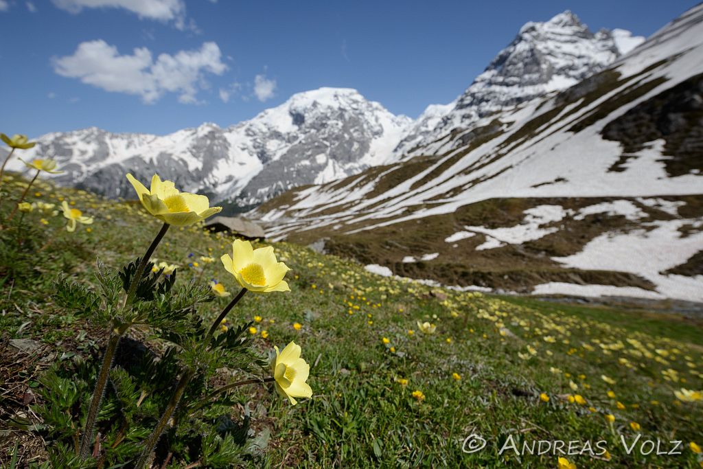 Gelbe Alpen-Kuhschelle, Schwefel-Küchenschelle / Alpine Pasqueflower / Pulsatilla alpina ssp. apiifolia