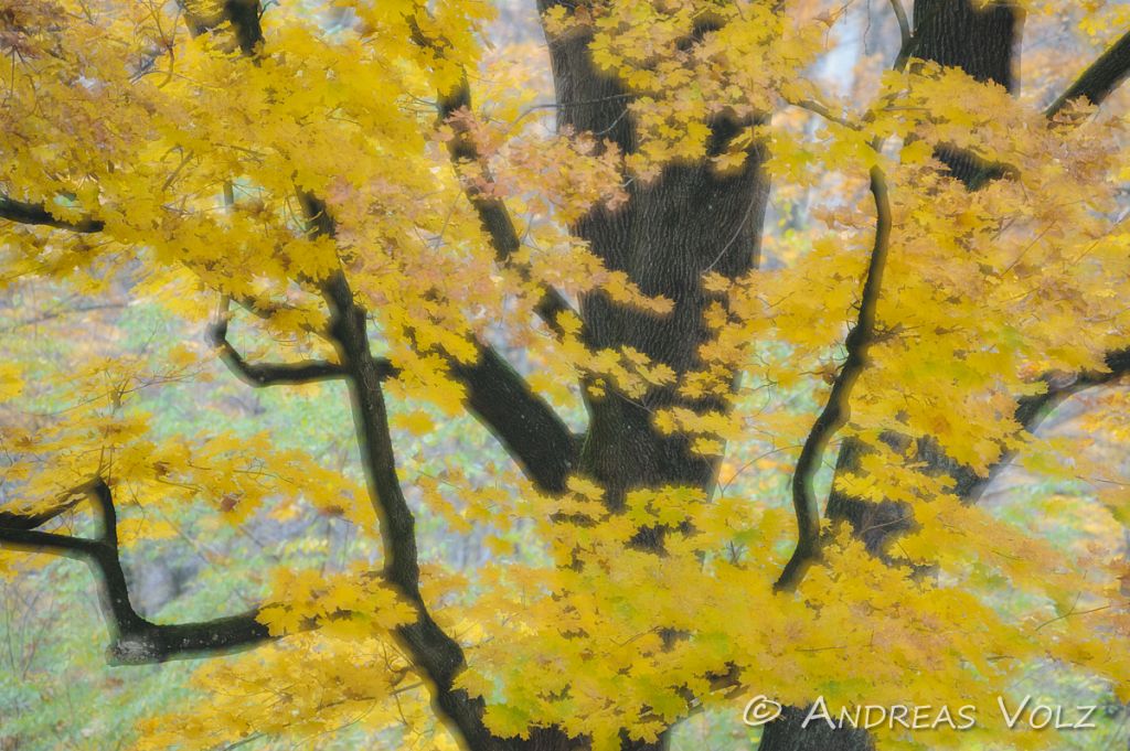 Ahorn im Herbst / Maple in Autumn