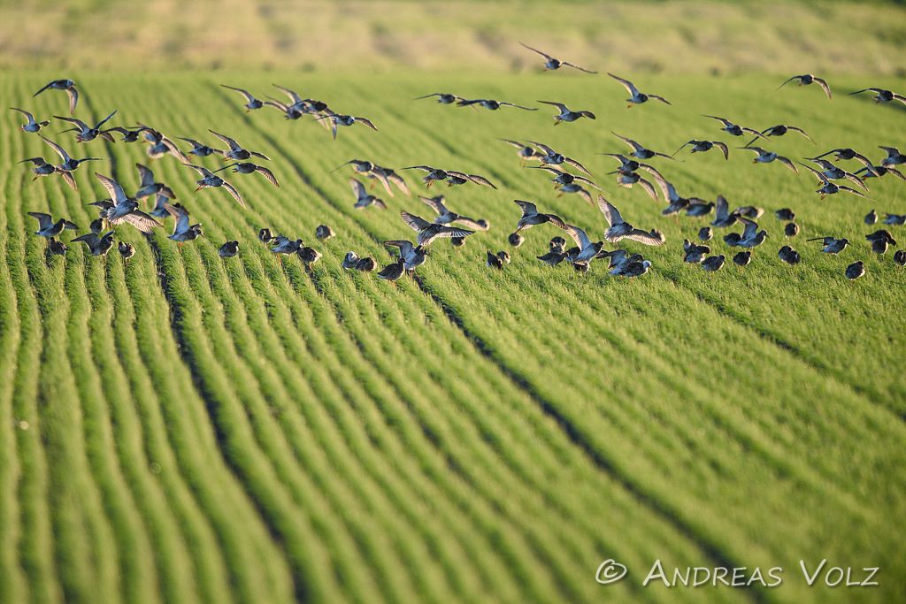 Kampfläufer / Ruff / Philomachus pugnax