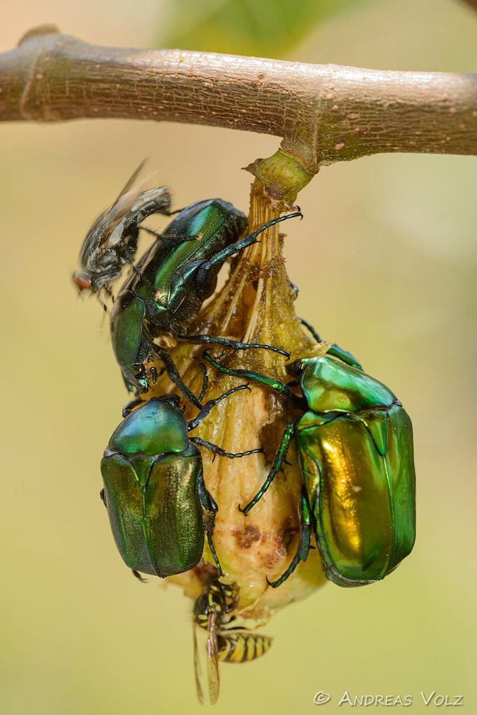 Arthropoden476.jpg