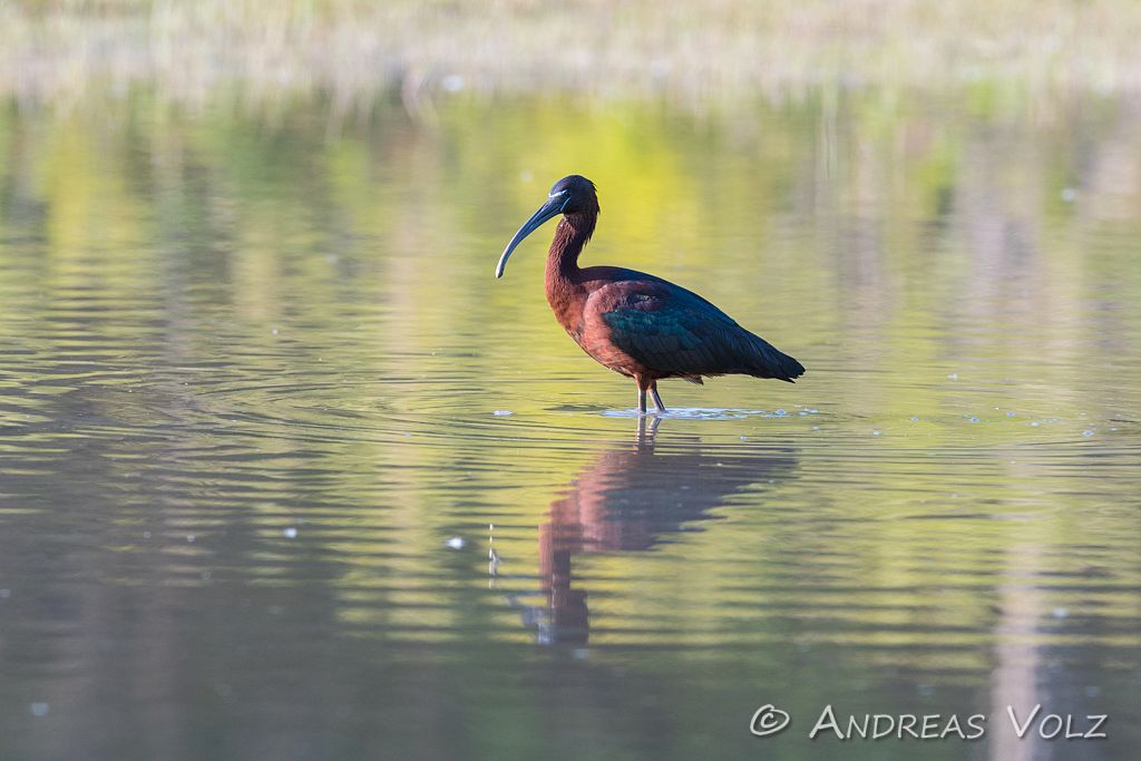 Brauner Sichler / Glossy Ibis / Plegadis falcinellus