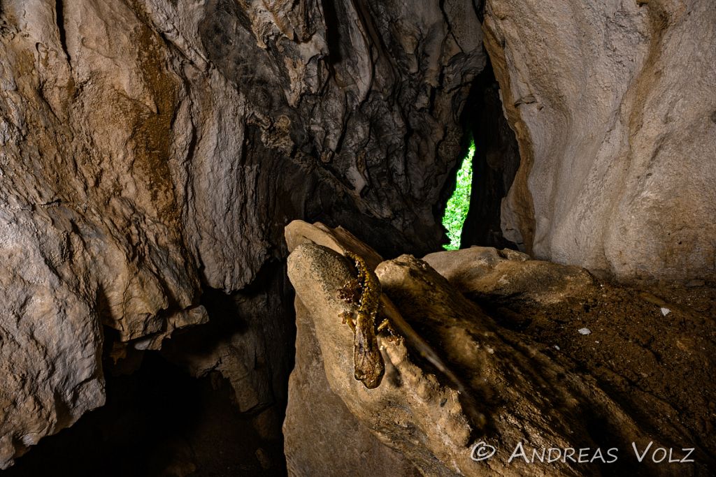 Ambrosis Höhlensalamander / Ambrosi's cave salamander / Hydroma