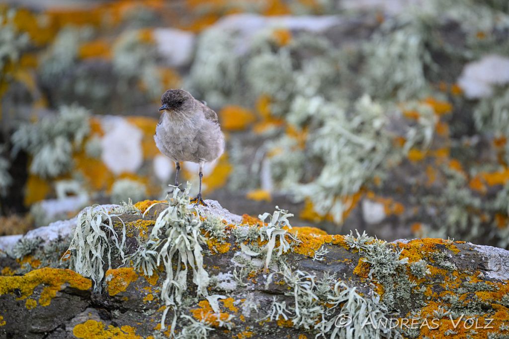 Maskentyrann / Dark-faced ground-tyrant / Muscisaxicola maclovia