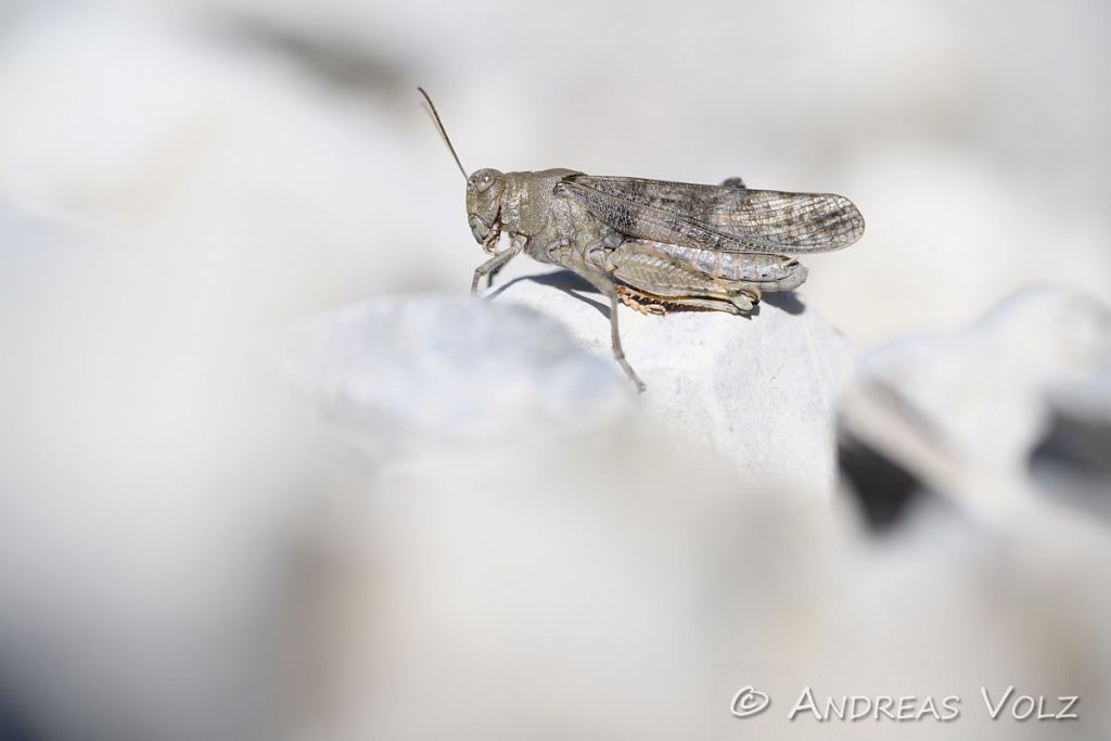 Gefleckte Schnarrschrecke / European Rose-winged Grasshopper / B