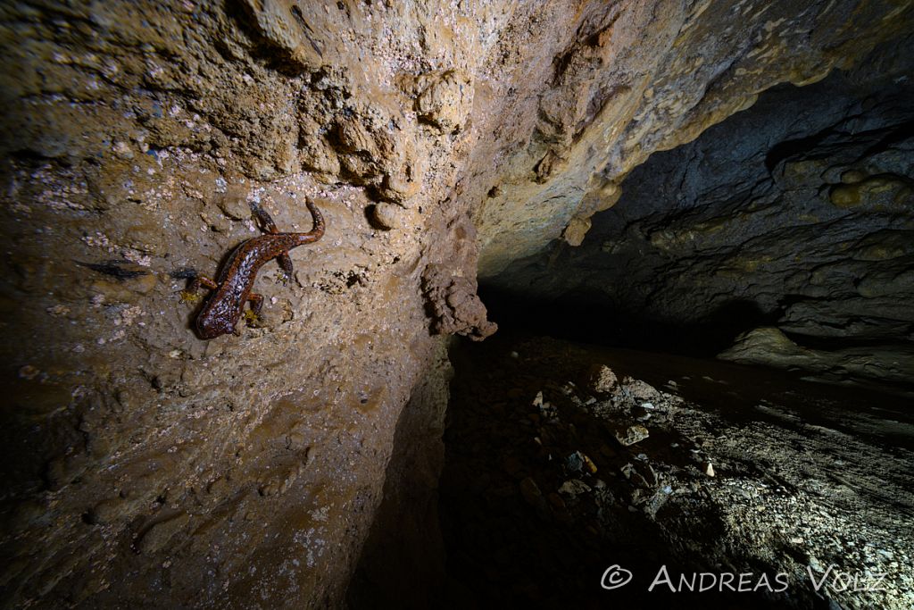 Amphibien338-stack.jpg