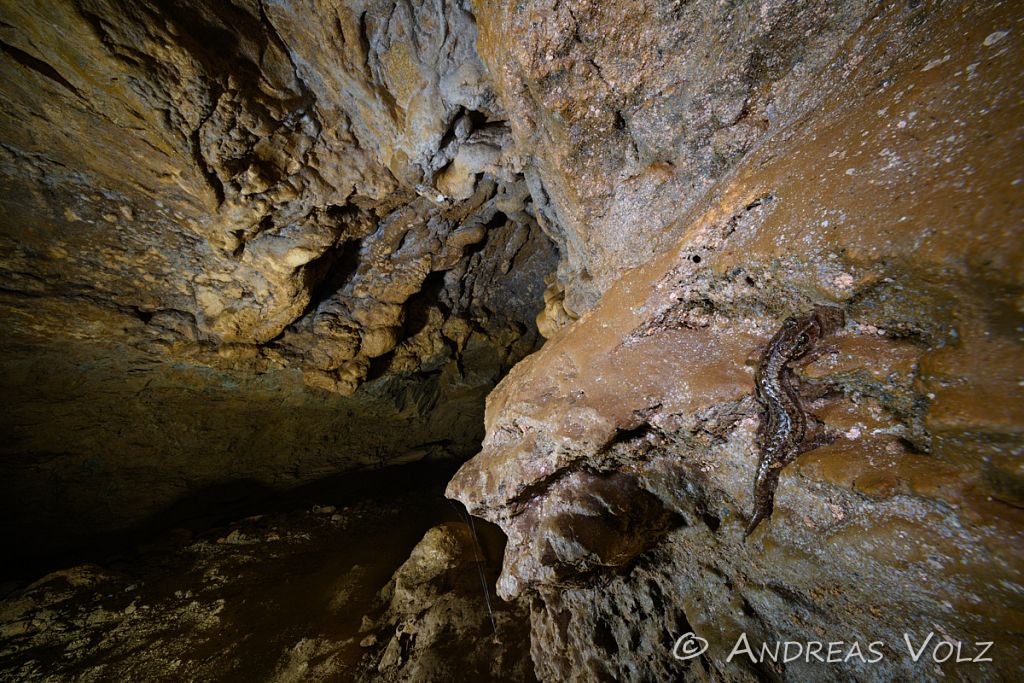 Amphibien341-stack.jpg