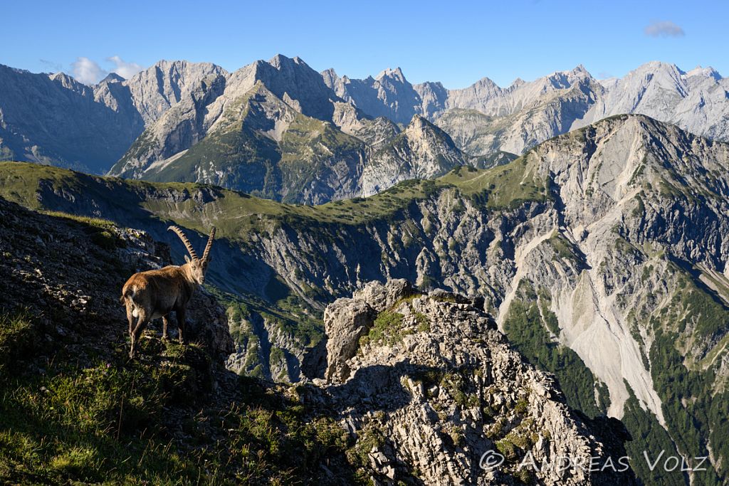 Saeugetiere2318.jpg