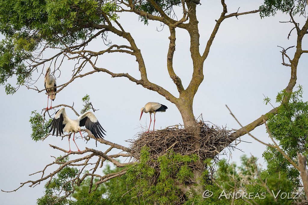 Weißstorch / White Stork / Ciconia ciconia