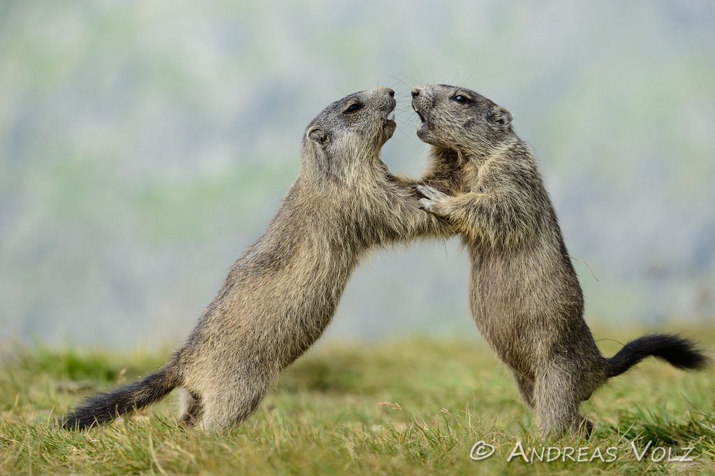 Alpenmurmeltier / Alpine Marmot / Marmota marmota 