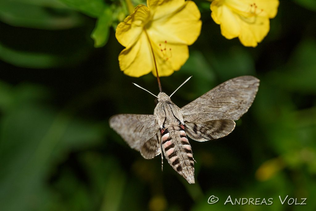 Arthropoden527.jpg