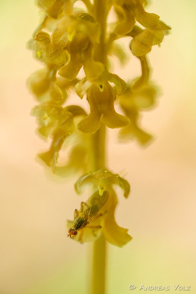 Vogel-Nestwurz / Bird's-nest Orchid / Neottia nidus-avis