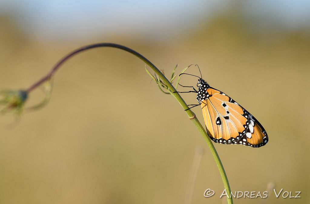 Kleiner Monarch / Plain tiger / Danaus chrysippus