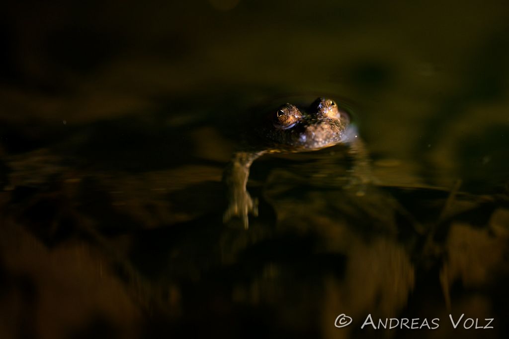 Amphibien201.jpg