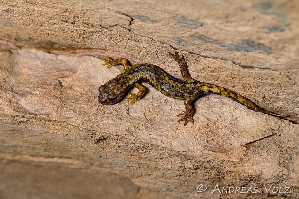 Ambrosis Höhlensalamander / Ambrosi's cave salamander / Hydromantes ambrosii, Syn.: Speleomantes ambrosii