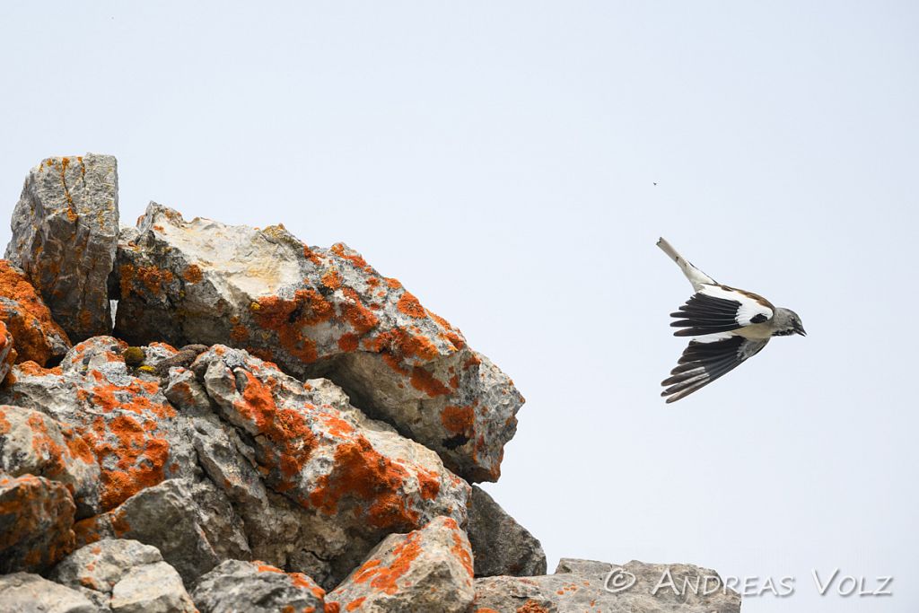 Voegel4417-SharpenAI-Motion.jpg