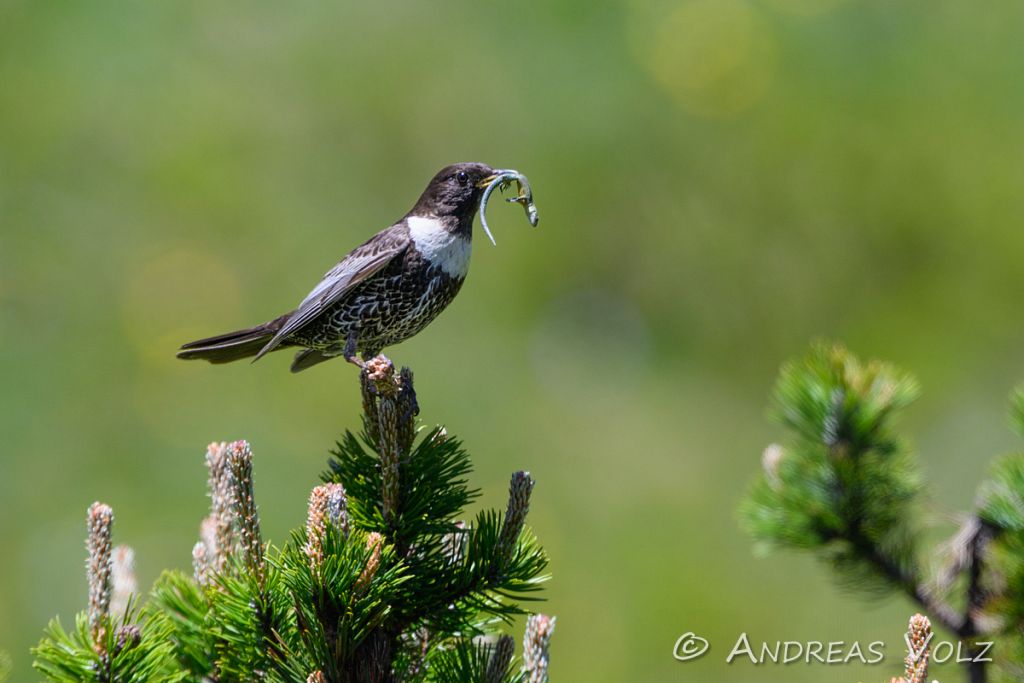 Ringdrossel / Ring Ouzel / Turdus torquatus