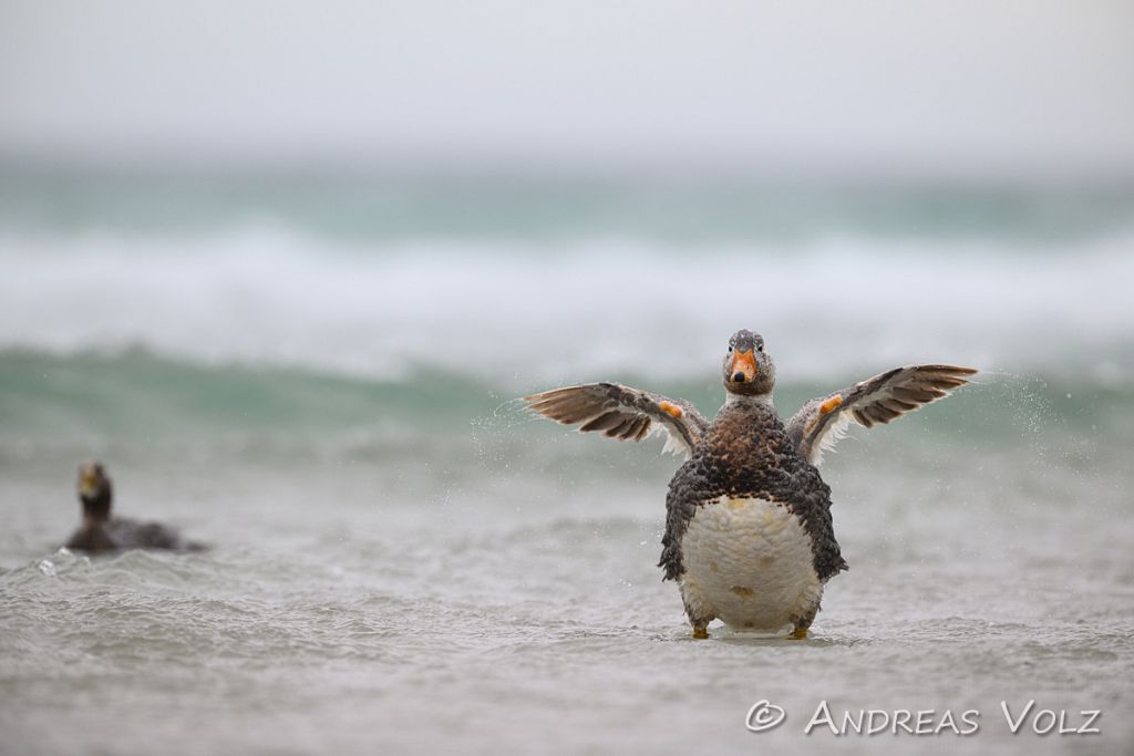 Falkland-Dampfschiffente / Falkland steamer duck / Tachyeres bra