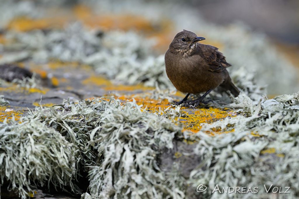 Falkland-Uferwipper / Tussac-bird / Cinclodes antarcticus