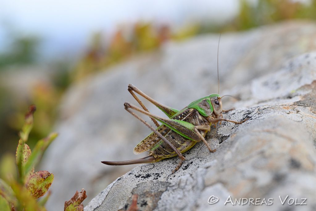 Arthropoden1322.jpg