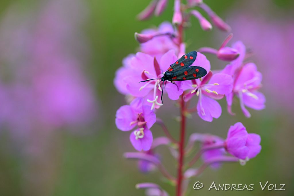 Arthropoden1324.jpg