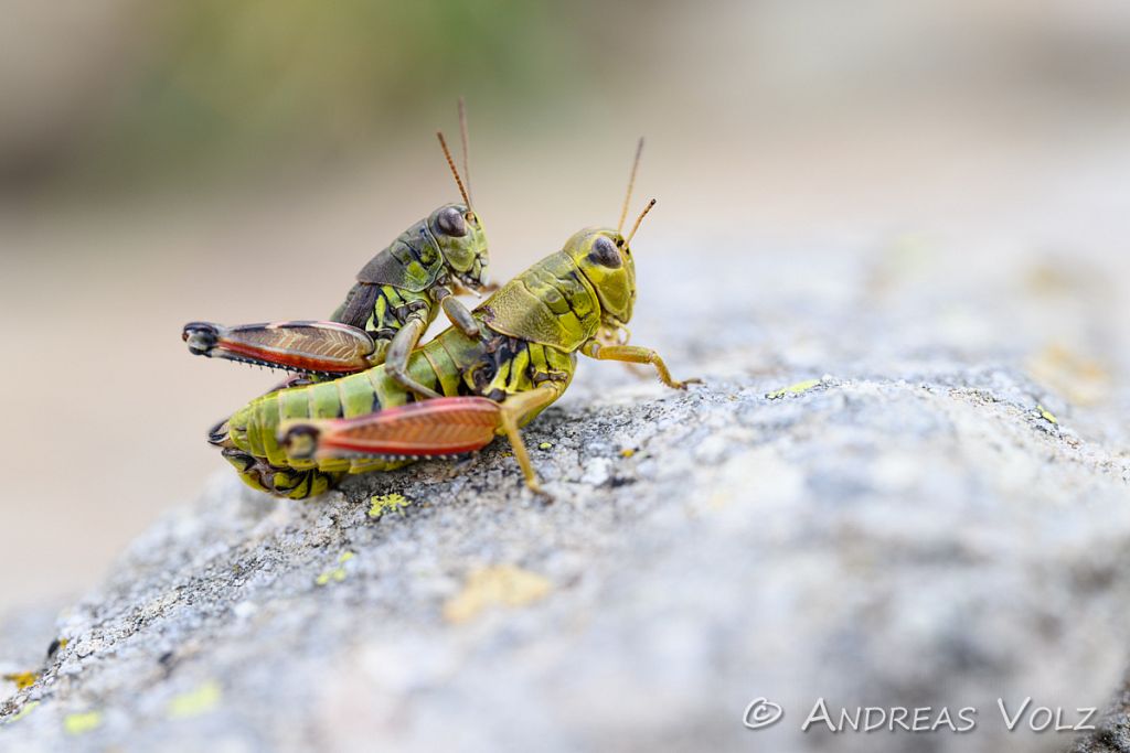 Arthropoden1329.jpg